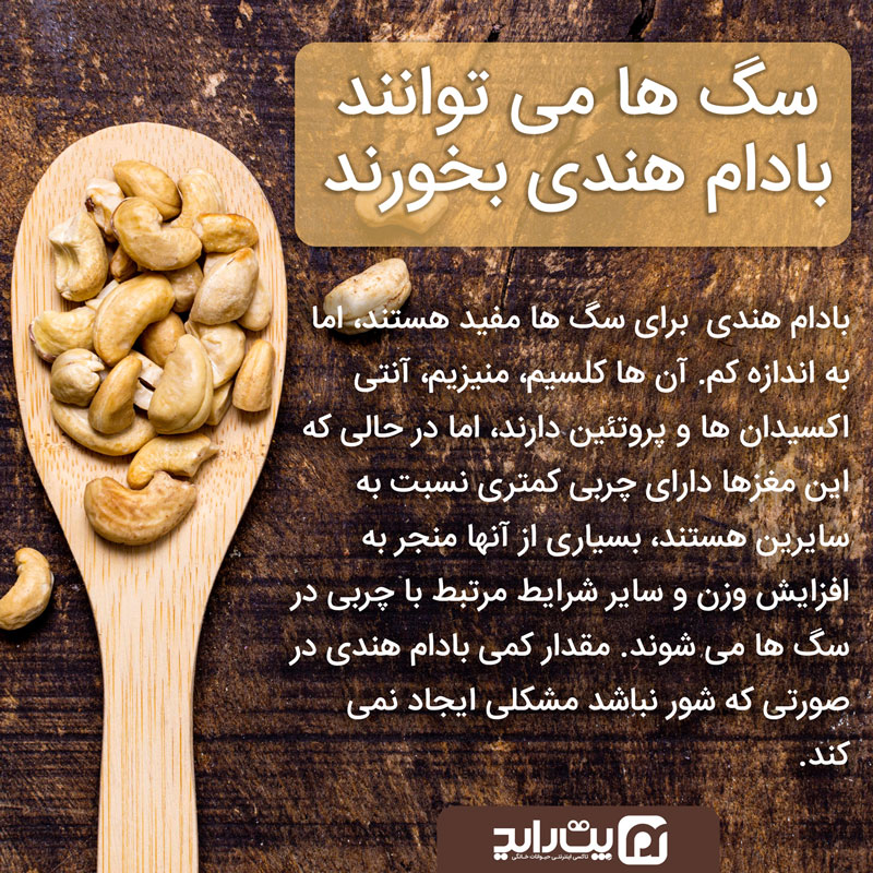 بادام هندی برای سگ